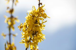 Як розмножити форзицію