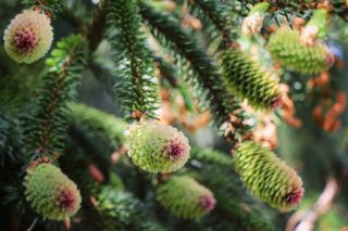 Як обробляти хвойні дерева навесні