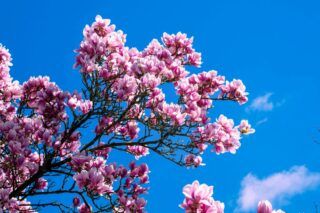 Какие удобрения нужны магнолии весной