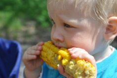 чи потрібно замочувати кукурудзу перед посадкою