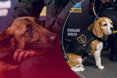Фото к: Как собаки-спасатели из ГСЧС работают в условиях войны