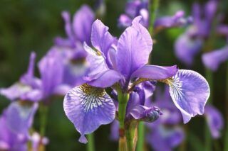 чим підживити іриси весною