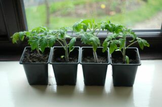 Когда сеять помидоры в апреле