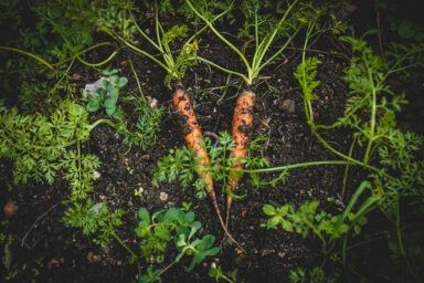 Когда сеять морковь в апреле 2025