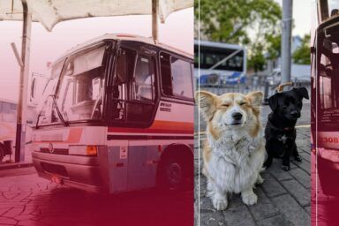 правила перевезення тварин в автобусах