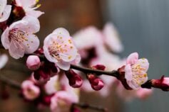Чи можна обробляти дерева під час цвітіння