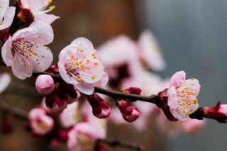 Можно ли обрабатывать деревья во время цветения