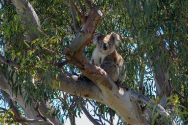 Фото до: В Австралії вбили близько 700 коал з гелікоптера: у чому причина