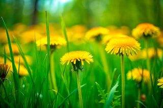 Чем вывести одуванчик из одежды