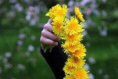 Як зробити вінок з кульбаб