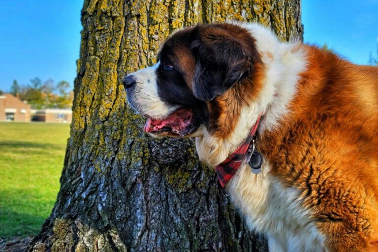 Фото 5 до: Як вибрати собаку: поради для майбутніх пет-перентів