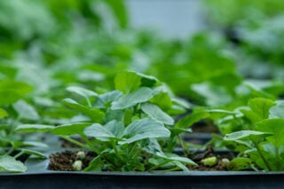 Чем обработать землю перед посадкой рассады