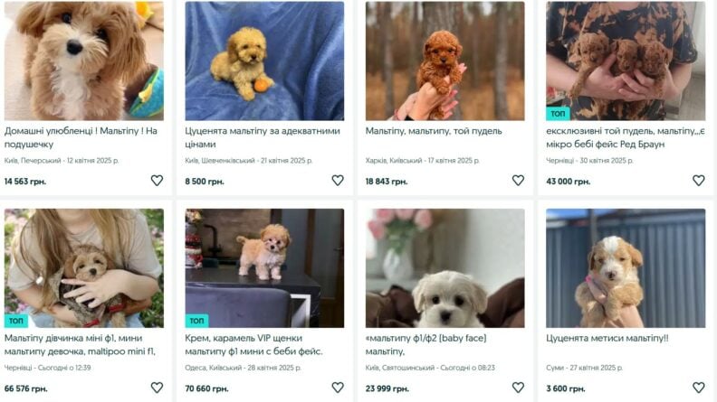 Компаньон или реквизит для фото? Как мальтипу и другие породы стали бизнес-продуктом