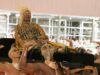 Met Gala 2025: чим здивують зірки та яка тема епатажної вечірки