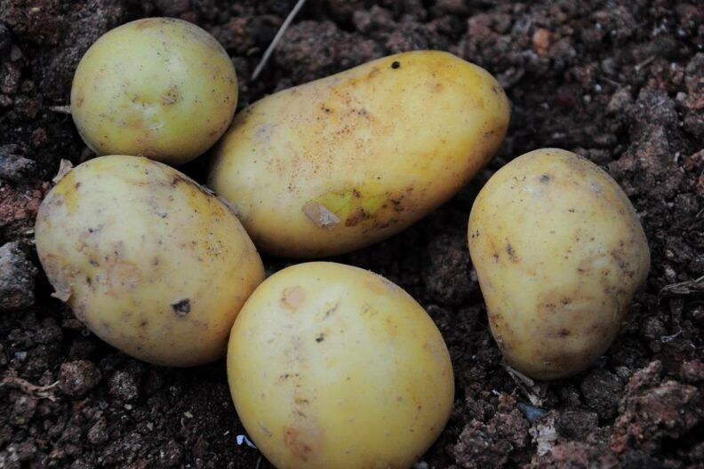 садити картоплю за методом Фокіна