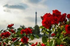 ВР приняла закон о множественном гражданстве в Украине в первом чтении: детали документа