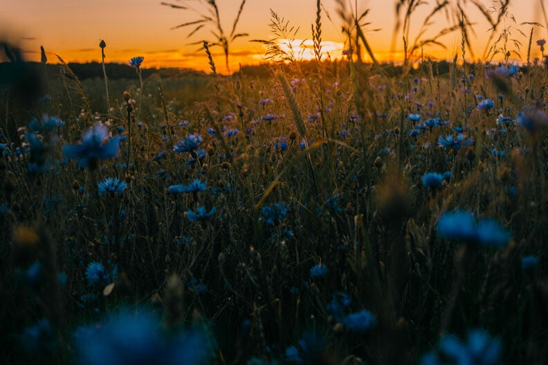 Погода на липень 2025 в Україні