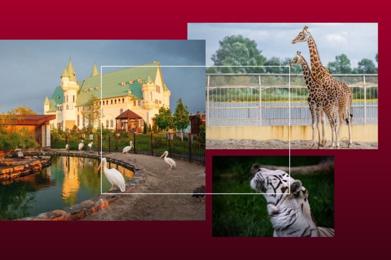 Белые тигры, красные волки и замок как в Disney: что посмотреть в зоопарке XII Місяців