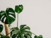 Как размножить монстеру в домашних условиях: способы на любой вкус