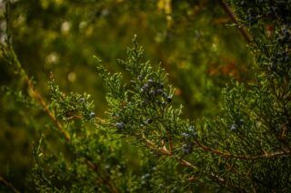 Обрізка ялівцю навесні