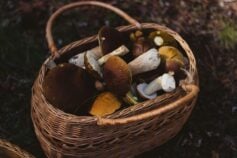Что означает сон в котором собираешь грибы