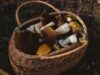 До чого сняться гриби: таємні знаки лісових снів для неї й для нього