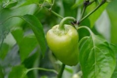 Чи можна працювати на городі