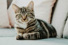 нюх котів