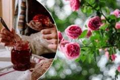 как приготовить варенье из роз