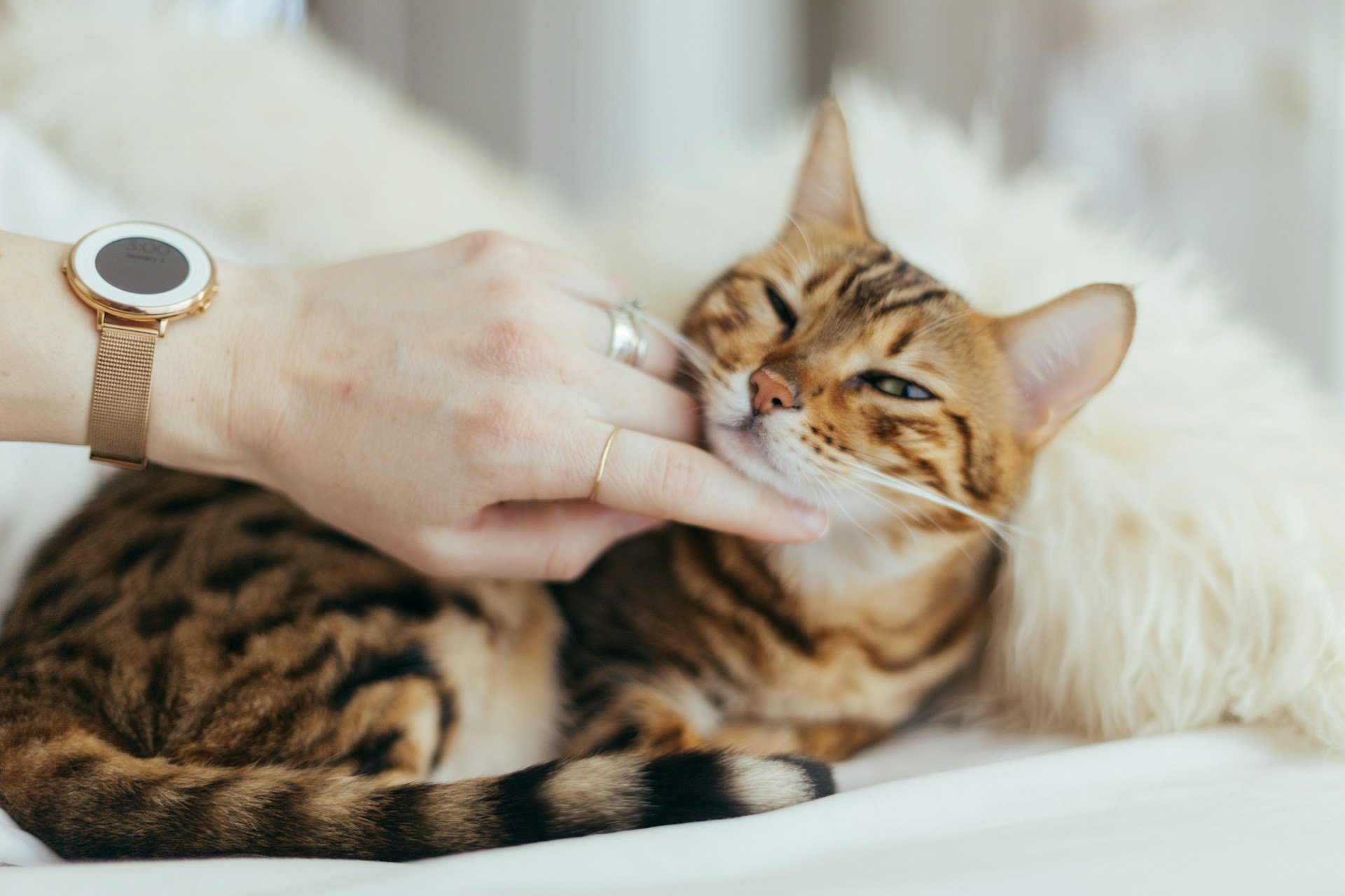 дослідження котів