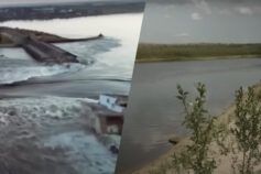 Полісся у небезпеці: як зміни погоди розширюють межі степу на Північ