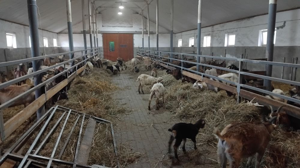 Евакуація стада кіз