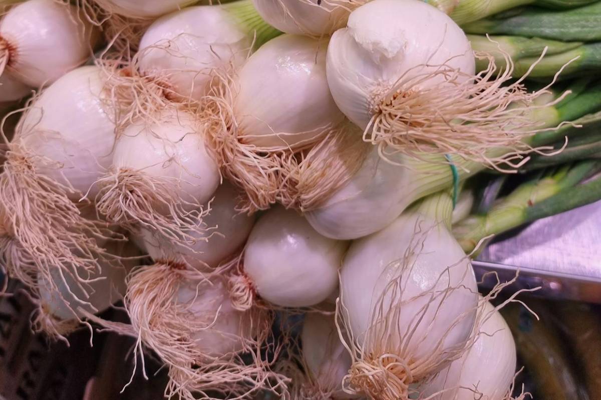как часто поливать лук