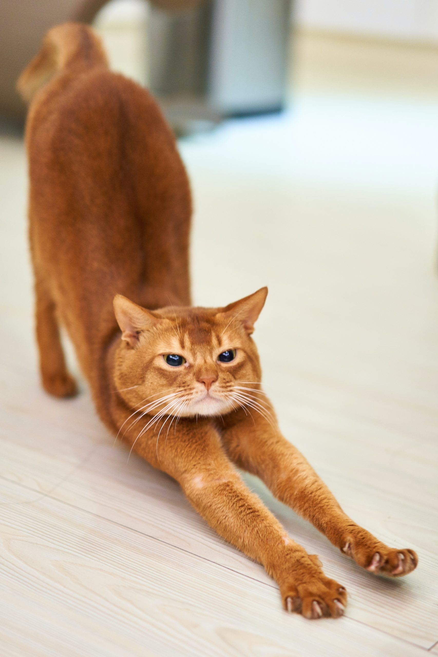 Що таке хвороба котячих подряпин