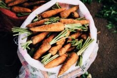 Чем обработать морковь от морковной мухи