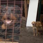 Боятся выйти за калитку! Жители села под Киевом просят спасения от агрессивных собак