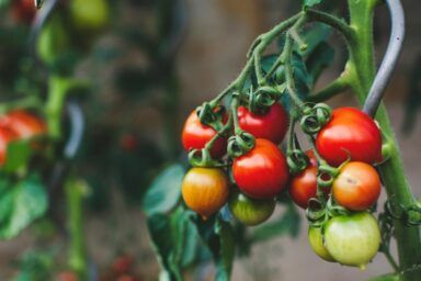 Жирують томати