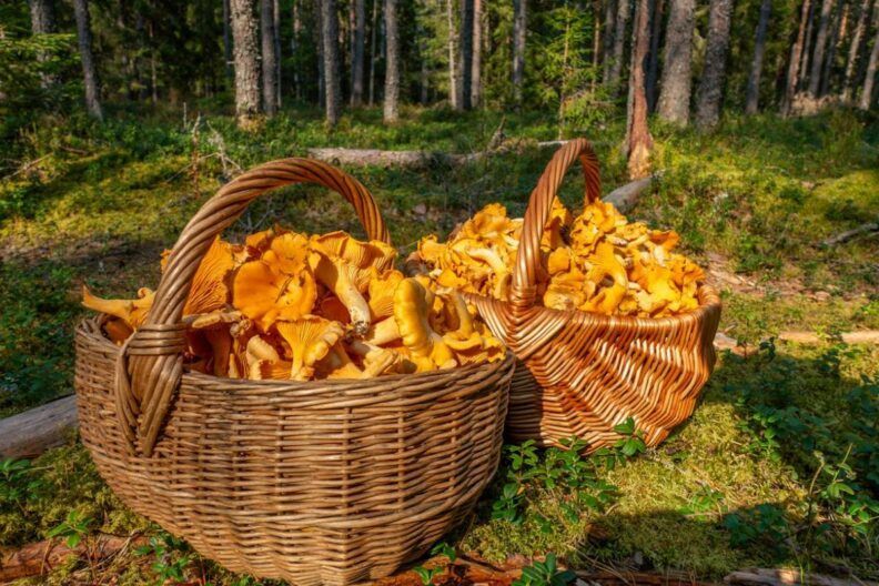 як заморозити лисички