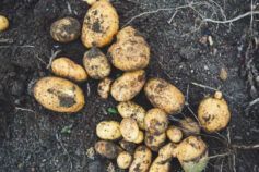 Какао, тютюн і не тільки: які рослини змінили наше життя назавжди