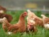 До чого сняться кури: будуть клювати гроші чи принесуть клопоти