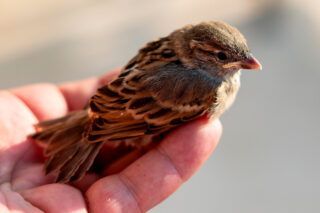 Чем кормить птенца воробья
