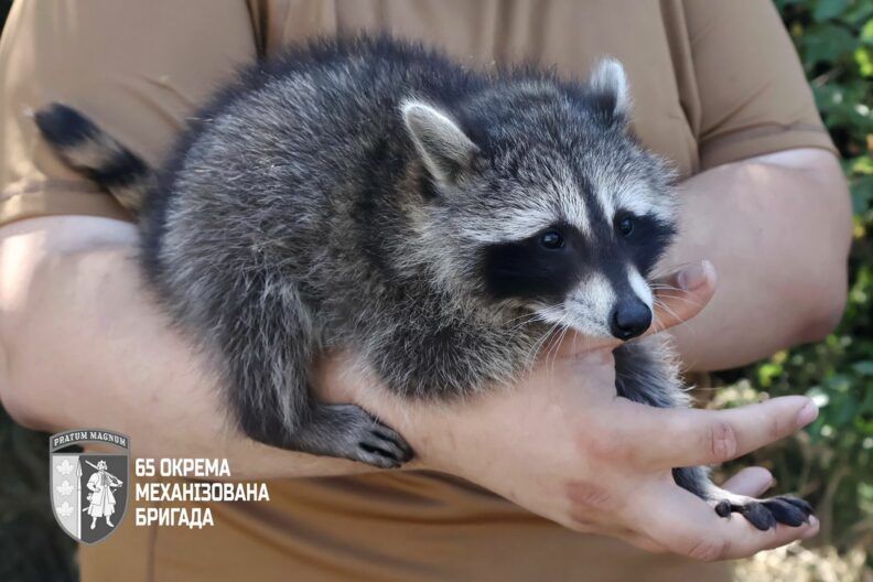 Сержантка Моллі: як єнотик став талісманом для цілої бригади