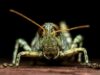Как избавиться от саранчи: народные способы и простые решения для борьбы с нашествием