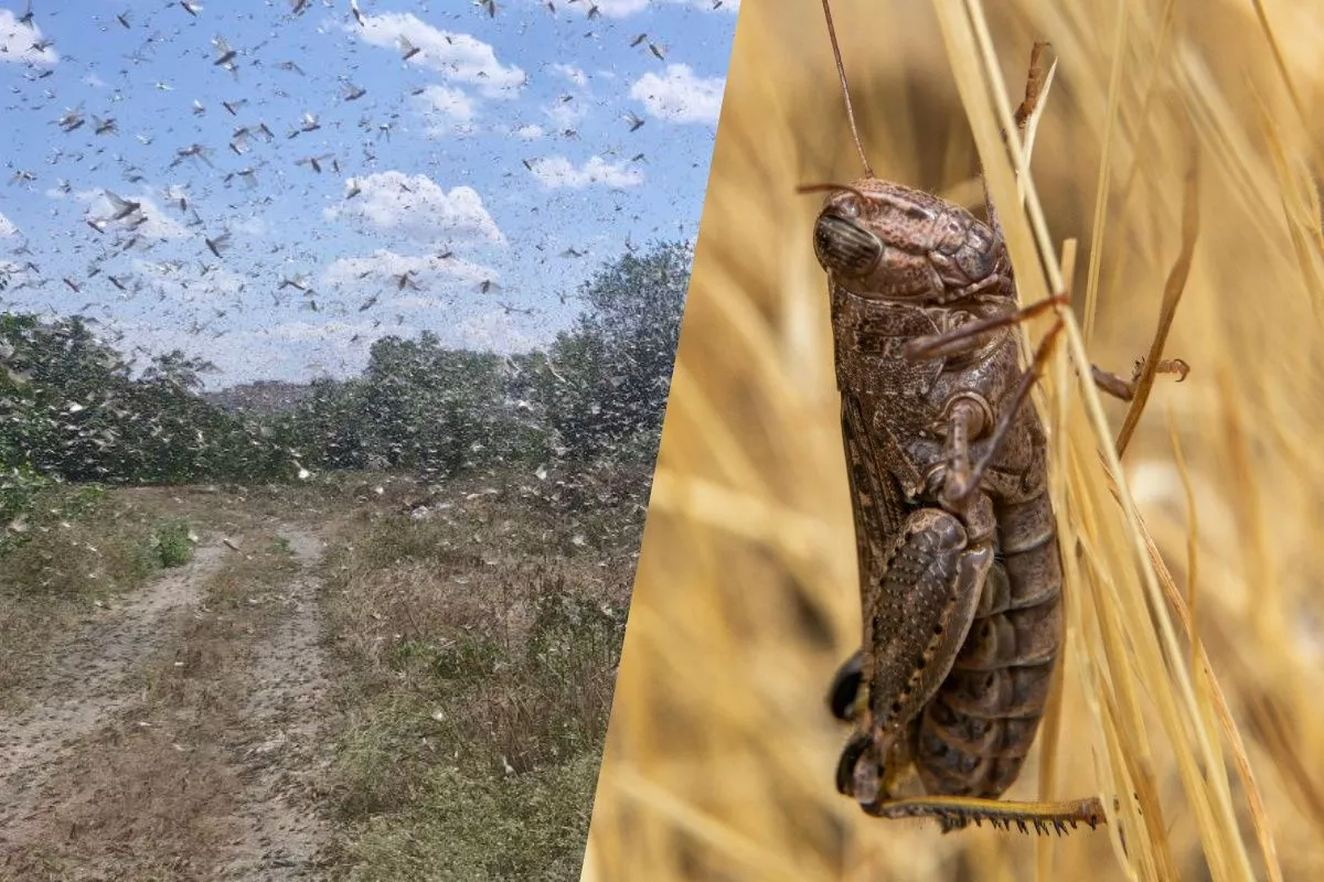 Запорожье атакует саранча