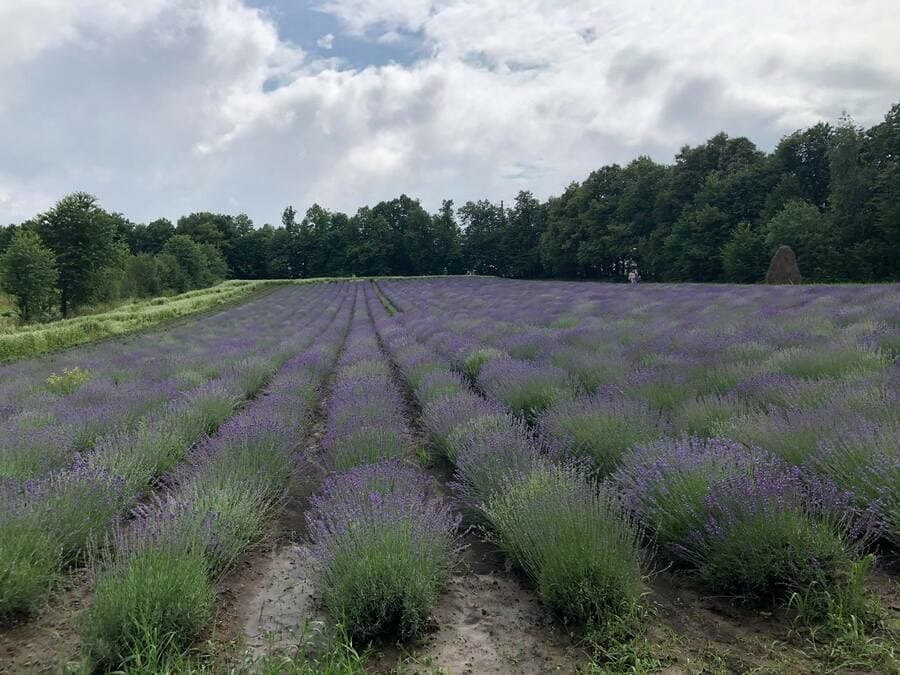 Фото к: Лавандовые поля в Ивано-Франковской области