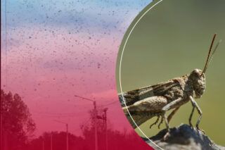 Нашествие саранчи в Украине 2025