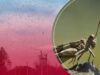 Нашестя сарани в Україні: що вплинуло на популяцію комах