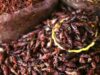 Как приготовить саранчу: хрустящие жареные насекомые и паштет по-китайски