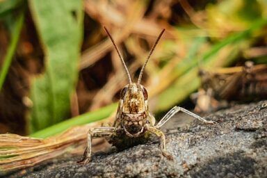 Фото до: Що зупинить сарану: яка рослина врятує від комах