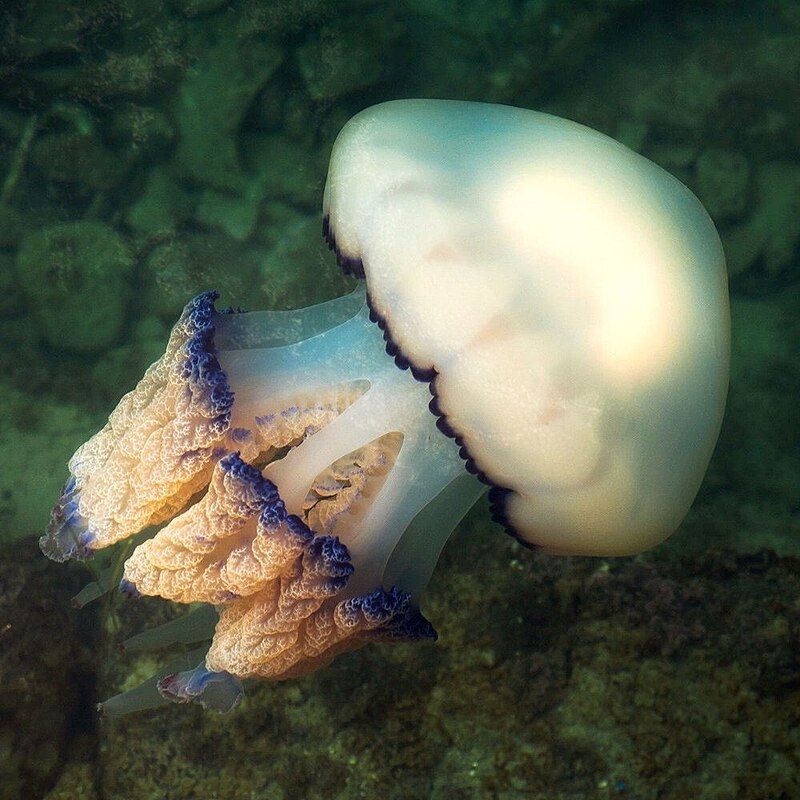 самая ядовитая медуза в мире и есть ли она в черном море
